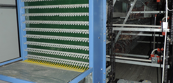 養(yǎng)雞場通風不良對雞群呼吸道的影響 養(yǎng)雞場通風不良對雞群呼吸道的影響